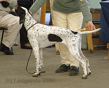 2nd Special Yearling Bitch